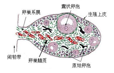 什么样的卵泡是优质的，怎么才能养出优质卵泡？