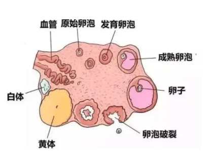 卵泡生长速度对照表！