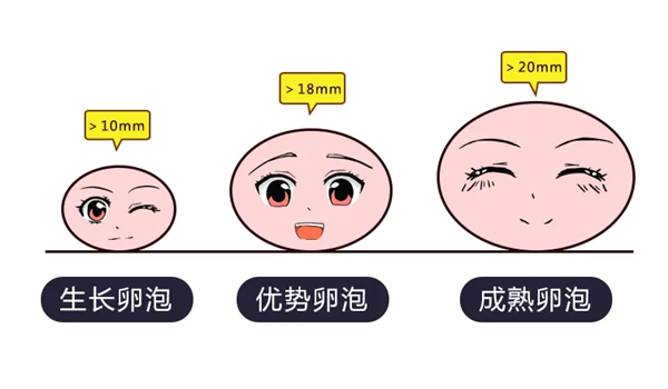 只需一招，就能帮你把卵泡养的又大又好！