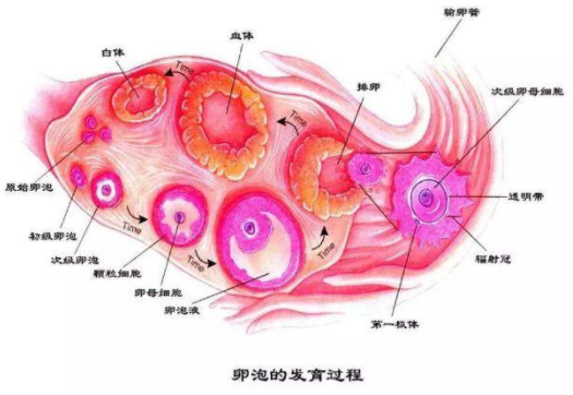 基础卵泡多少个算正常?