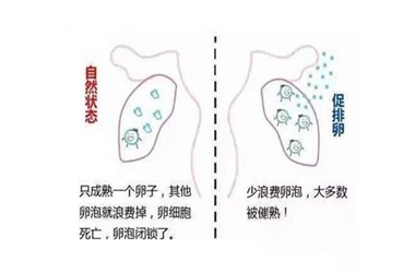 拮抗剂方案卵泡大小不一会提前排卵吗?