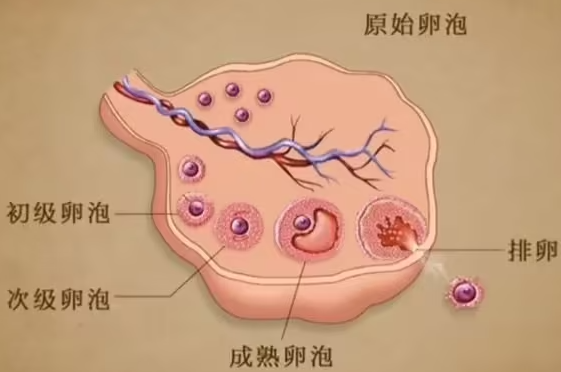 卵泡不长怎么办？