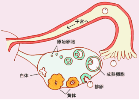 促排卵卵泡破裂，那么此刻该怎么办呢?