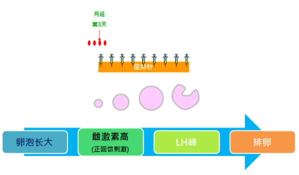 一般能取几个卵泡用于试管体外胚胎培育呢?