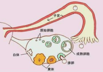 用一样的促排卵药物，为什么有的人排的卵少？