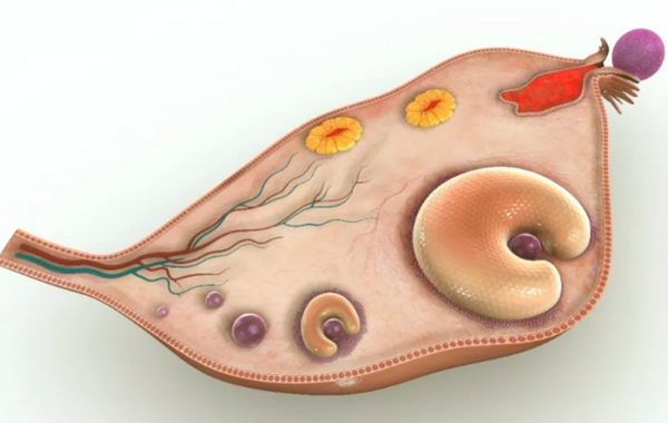 卵巢早衰卵泡长不大怎么办？
