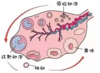 促排卵后，卵泡成熟需要多少天才能成熟？