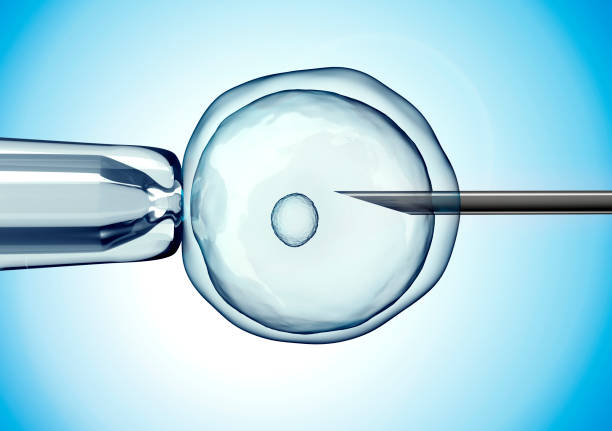 卵泡数量会影响三代试管婴儿的成功率吗？